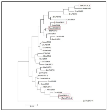 The phylogenetic tree of ASR gene family in wheat and other plants. The red boxes indicate TaASR genes