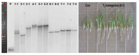 Southern blot analysis and selection test using transgenic lines. (A) Southern blot analysis of the genomic DNA of transgenic lines. The DNA was digested with StuI enzyme. (B) Transgenic seeds transfer on selection broth containing G-418 (50mg/L)