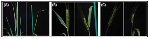 Development stages of common wheat (T. aestivum) used in RNA-sequencing. Two typical varieties are known for different maturity rate; “Keumgang“ with early maturity (left) and “Yeongkwang“ with late maturity (right). (A) samples with swollen boot (Z45). (B) three-fourths of head emerged (Z57). (C) the stage of four days after heading (Z65 ~ 69). Z: Zadoks scale of wheat growth stages