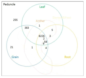 Venn-diagram of expressed genes with different tissues. Each color represents the number of expressed genes in different tissue: peduncle, leaf, grain, root, anther and stamen & pistil