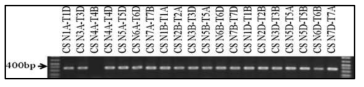 Chromosomal localization of the TaCFBD gene in wheat. PCR was performed on genomic DNA of the nulli-tetrasomic (NT) lines derived from var. ‘Chinese Spring’ (CS). Arrow indicates TaCFBD specific PCR product