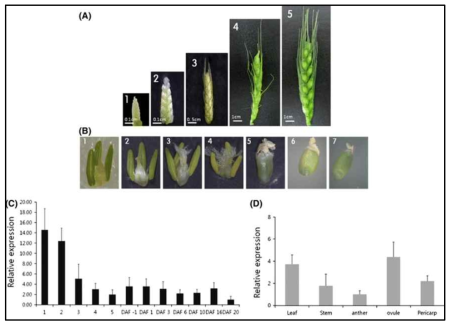 Expression of TaCFBD gene in various developmental stages, different tissues, and under abiotic stresses. (A) Inflorescences at different developmental stages (B) Different stages of wheat grain development with DAF (Days after flowering). (C) TaCFBD gene expression level in the inflorescence at various developmental stages and (D) TaCFBD gene expression in various tissues (leaf, stem, anther, ovule, and pericarp)