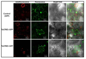 Sub-cellular localization of TaCFBD-GFP fusion protein imaged by confocal microscopy. Transient expression of a binary vector expressing 35S-GFP fusion protein (upper) and TaCFBD-GFP fusion protein (middle and lower) in epidermal leaf cells of tobacco