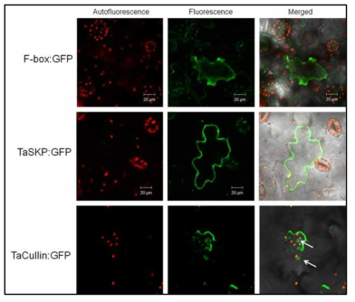 Subcellular localization of SCF:GFP-fusion proteins