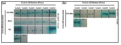 (a) Yeast two-hybrid interactions between TaSKP proteins and F-box proteins and (b) Yeast two-hybrid interactions between TaCullin and the six novel TaSKP proteins