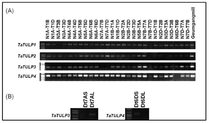 Chromosomal localizations of the TaTULP genes in wheat