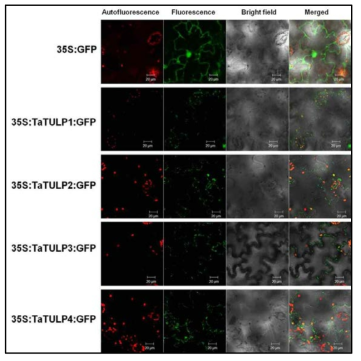 Subcellular localization of TaTULP:GFP-fusion proteins