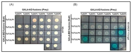 Yeast two-hybrid interactions between four TaTULP proteins and the six novel TaSKP proteins on (A) DDO and (B) QDO with addition of X-a-Gal