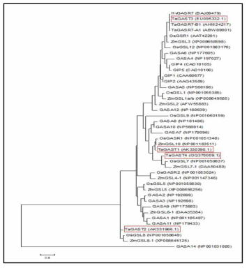 Phylogram of the relationships between the TaGAST proteins and various plant GAST/GASA-related proteins