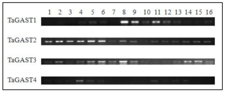 Transcripts of TaGASTs quantified by RT-PCR in 16 developing inflorescence. Lane numbers are same as shown in Fig. 60