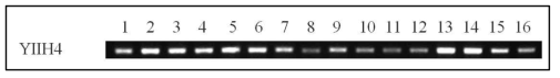 Transcripts of TaGAST interacting proteins quantified by RT-PCR in 16 developing inflorescence. Lane numbers are same as shown in Fig. 60