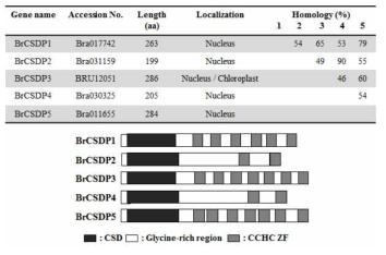 배추 CSDP 단백질의 도메인 구조 및 아미노산 서열 유사성