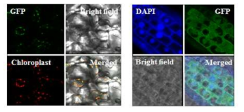 배추 CSDP3 단백질의 세포내 위치를 확인하는 confocal image