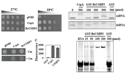 배추 CSDP3의 DNA와 RNA 결합 및 RNA 샤페론 활성 능력