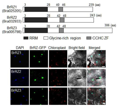 배추 BrRZ 단백질의 도메인 구조 및 세포내 발현을 확인하는 confocal image