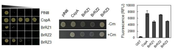 배추 BrRZ의 DNA와 RNA 결합 및 RNA 샤페론 활성 능력