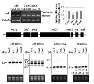 SRRP1 돌연변이체 및 complementation line의 tRNA splicing 및 rRNA processing 변화 양상