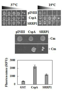 SRRP1의 RNA 샤페론 활성 능력