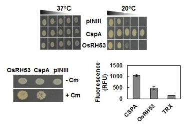벼 OsRH53의 RNA 샤페론 활성 능력