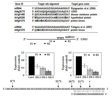 miR844의 target이 CSD3 mRNA임을 확인하는 RT-PCR 및 5' RACE