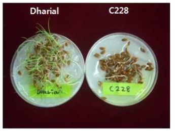 Dharial과 EMS 변이 종자에 대한 종자퇴화처리 후 발아 시험