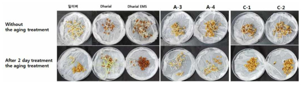 선발된 우수 계통 (A-3, A-4) 과 열등 계통(C-1, C-2)에 대해 퇴화 처리 없이 10일간 발아시킨 종자(상단)와 이틀간 퇴화처리한 후 발아 시킨 종자 (하단)를 보여 주고 있다. 각각 약 50개씩의 종자를 발아시켰다