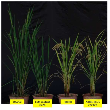 포장에서 재배한 Dharial, EMS 변이, 일미벼, 게놈 분석에 사용한 우수 RIL 계통의 식물체를 보여 주고 있다