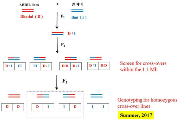 F2의 cross-over를 통해 관련 유전자를 동정하기 위한 fine mapping을 위한 전략