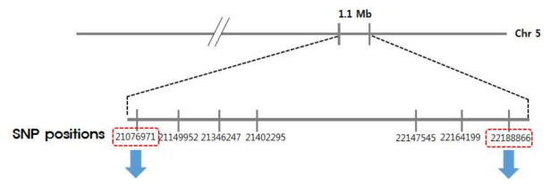 1.1 Mb의 염기서열분석 자료를 바탕으로 작성된 SNP map으로 양쪽 끝에 위치한 두개의 SNP을 이용하여 이들 SNP 사이에 cross-over가 일어난 F2 개체를 선발하였다. 두 개의 SNP 사이에 cross-over가 일어나면 F2 개체는 이들 SNP의 genotype의 한쪽은 homozygous이고 다른 한쪽은 heterozygous를 나타내게 된다