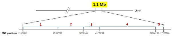 총 267개의 cross-over를 5개의 구역으로 세분화하기 위해서 사용한 총 7개의 SNP의 위치