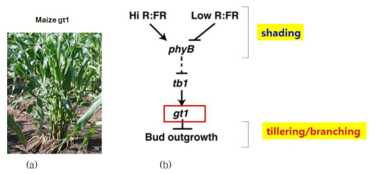 옥수수의 gt1 변이 (a)와 GT1 관련 분얼발생과 음지회피성에 대한 기작을 보여 주고 있다 (a) gt1은 정상체보다 분얼이 월등히 많이 발생한다. (b) gt1 유전자는 옥수수에서 분얼을 억제하고 phytochrome b를 통해 감지되는 음지회피성에 의해 조절받게 된다