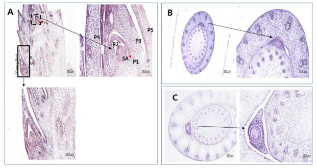 어린 tiller bud나 shoot meristem에 GT1 mRNA가 발현되는 것을 밝힌 in situ hybridization (A) longitudinal sections: SA, shoot apical meristem; RM, root meristem; P1,P2 early primordium. (B) & (C) Transverse sections