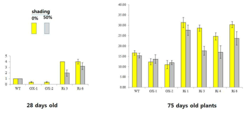 발아 후 27일과 75일된 GT1의 형질전환체인 pUbi::OsGT1과 GT1 RNAi의 분얼수를 노지 (no shading)과 반음지 (50% shading) 재배 조건에서 조사한 것이다