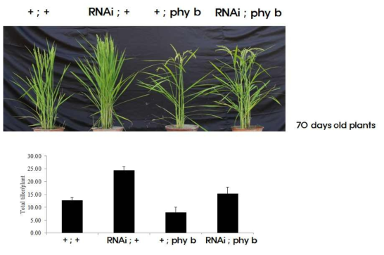 GT1 RNAi 계통과 phytochromoe b변이와의 교배를 통해 얻은 4가지 유전조합의 표현형과 개체당 분얼수를 보여 주고 있다