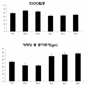 일반 재식 거리에서 재배한 노지 작물과 50% 차광 작물에서의 천립중과 개체당 종자의 무게