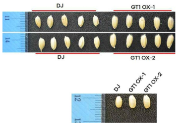 GT1과발현 종자의 크기를 모본인 동진벼와 비교한 것이다. 위의 패널은 볍씨이며 아래 패널은 현미를 보여 주고 있다
