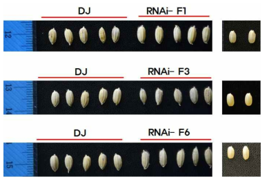 GT1 RNAi 종자의 크기를 모본인 동진벼와 비교한 것이다. 좌측 패널은 볍씨이며 우측 패널은 현미를 보여 주고 있다