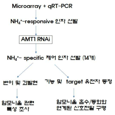 암모니움 반응 제어인자 선발과 암모니움 특이성 검증을 통해 선발된 유전자의 기능 검증을 도식으로 나타낸 것이다