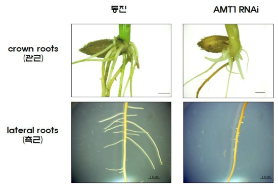 AMT1 RNAi 계통의 암모니움 특이적 뿌리 발달