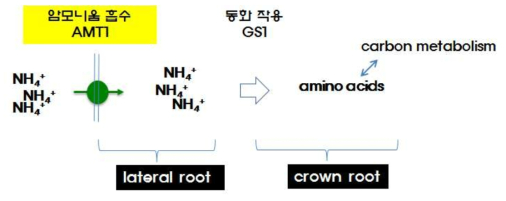 암모니움 특이적 측근(lateral root)과 관근(crown root) 발달. 암모니움 특이적 lateral root 발달은 암모니움을 흡수하는 AMT1 기능이 정상적이여야 이루어 지며 crown roots의 발달은 암모니움 동화 후에 양분에 의해 결정된다. 변이(B)를 정상적인 sibling의 seminal root 길이와 비교해서 보여 주는 것이다