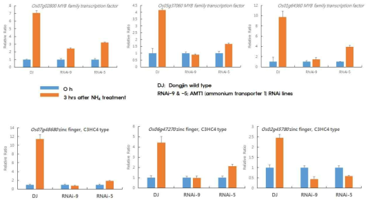 정상적인 식물체 (DJ, 동진) 에서는 암모니움에 높은 발현 반응을 보이나 암모니움 수송체 변이 (RNAi-9와 RNAi-5)에서는 반응을 보이지 않는 전사인자들. 상단의 세 개 유전자는 MYB family 전사인자이고 아래 세 개는 U-box 유전자이다