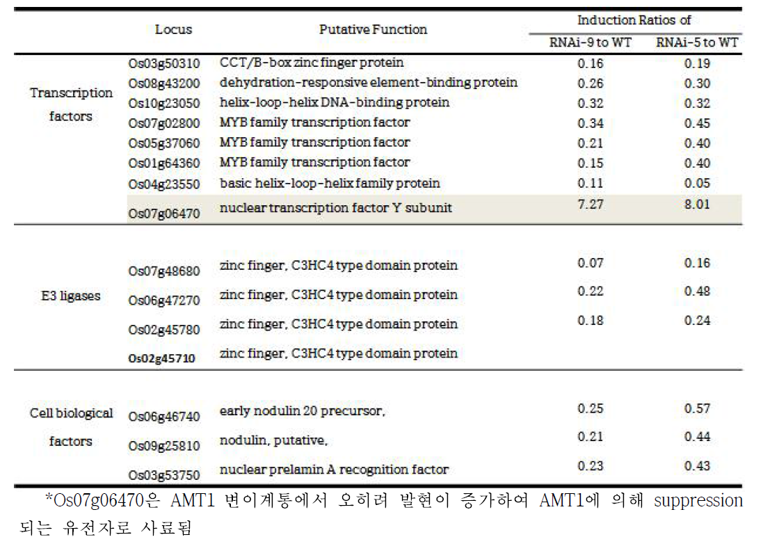 AMT1-RNAi 계통을 이용하여 선발한 암모니움 특이적 발현을 보이는 전사인자