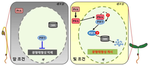 파이토크롬에 의한 광신호전달 조절기전 모식도. 암 조건과 빛 조건에서 키운 식물체 (양 옆) 세포 내에서 이루어지는 파이토크롬에 의한 광신호전달 조절 기전을 보여준다. PrA, 파이토크롬의 불활성화 형태; PfrA, 파이토크롬의 활성화 형태; PIF3, 파이토크롬 신호전달에서 작용하는 하위 신호전달인자; P, 인산화 과정 또는 단백질에 붙은 인산기; 26S, 세포에 존재하는 단백질 분해 기구. 암 조건에서는 파이토크롬은 불활성화 형태로 세포질에 존재하며, PIF3 신호전달인자는 핵에서 광 반응성을 유도하는 유전자들의 발현을 억제시킴으로서 식물의 광형태형성을 억제하고 있다. 빛이 조사되면, 파이토크롬이 활성화 형태로 바뀌어 핵으로 들어가게 되고 이때 protein kinase 활성을 이용하여 PIF3 인자를 인산화 시킨다. 이후 인산화 된 PIF3 단백질은 분해되면서 억제되어 있던 광 반응성 유도 유전자들이 발현되어 식물의 광형태형성 반응이 이루어지게 된다