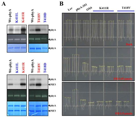 Protein kinase 활성이 증대된 AsphyA 돌연변이 도입 애기장대 식물체의 광 반응성 분석 결과. (A) Kinase 활성 변이 AsphyA 돌연변이들의 자가인산화 (위) 및 PIF3 인산화 분석 (아래) 결과. 파란색 돌연변이는 kinase 활성 감소, 빨간색은 kinase 활성 증대 돌연변이를 보여주고 있다. (B) Kinase 활성 증대 돌연변이 도입 애기장대 식물체의 광 반응성 분석 결과. 2 종의 kinase 활성 증대 AsphyA 유전자가 식물체로 도입되면 광 반응성이 증대하는 것을 관찰할 수 있다 [i.e., shorter hypocotyls under FR than Ler control plant). OX6, transgenic A-201 overexpressing wild-type AsphyA