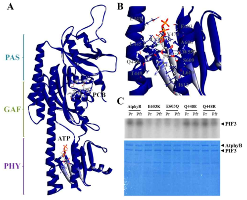 AtphyB 내 putative ATP-binding에 대한 분자 모델링 및 kinase 활성 감소 돌연변이 분석 결과. (A) Homology modeling 및 molecular docking simulation을 통해 구성한 AtphyB 단백질의 PAS/GAF/PHY domain 내 ATP binding 모델. (B) ATP-binding site 주변 아미노산 잔기들. 분석 결과, AtphyB의 photosensory core 내 PHY domain에 ATP가 결합하는 것으로 추정되었고, Q448 잔기는 ATP와 수소결합을 이루고 있고, E603 잔기는 catalytic base로 작용함을 추정할 수 있었다. (C) AtphyB 돌연변이의 PIF3 인산화 분석 결과. E603 및 Q448 사이트 돌연변이의 재조합 단백질을 순수 정제하여 PIF3 인산화를 분석한 결과, E603K 및 E603Q 돌연변이들은 kinase 활성을 거의 보여주지 못함을 확인할 수 있었다