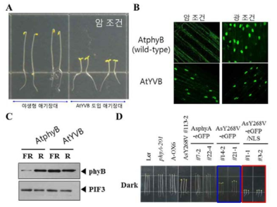 암 조건에서도 기능하는 파이토크롬의 고활성 돌연변이 확보. (A) 암 조건에서의 seedling 분화발달. 야생형 애기장대(대조구)는 전형적인 etiolation 반응을 보인 반면, AtYVB 도입 애기장대는 광 조건과 유사하게 opened cotyledon, shortened hypocotyl 등의 photomorphogenic response를 보이는 것을 관찰할 수 있다. (B) 핵으로의 이동성 분석 결과. 야생형 파이토크롬(wild-type AtphyB)은 암 조건에서는 세포질에 존재하다가 빛이 조사되면 핵으로 이동하는 반면, AtYVB는 광 조건과 관계없이 항상 핵에 존재함을 확인할 수 있다. (C) PIF3 인자와의 단백질-단백질 상호작용 분석. AtYVB는 적색 (R) 뿐만 아니라 원적색 (FR) 광 조건에서도 PIF3 단백질과 상호작용할 수 있음을 확인할 수 있다. (D) 암 조건에서의 AsYVA (AsY268V) 식물 seedling 분화발달. AsYVA(파란색 박스)는 부분적인 cop phenotype을 보이며, NLS-fusion된 경우에만 (As268V-eGFP-NLS; 빨간색 박스) 완전한 cop 표현형이 관찰되었다