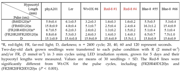 Photoreversible effect of intermittent R and FR light pulses