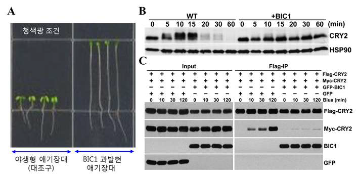 신규 광신호전달인자 BIC1/BIC2 기능 규명. (A) BIC1 유전자 과발현 식물체의 청색광 반응성 조사 결과. 통상 식물은 청색광 조건에서 발아가 진행되면 짧은 배축과 열린 자엽이 보이는데 반해 (왼쪽 대조구 식물), BIC1 유전자를 도입시킨 식물은 마치 암 조건에서 키운 식물체와 유사하게 닫힌 자엽과 긴 배축을 관찰할 수 있다. 이는 BIC1이 과발현 되면 식물의 청색광 반응성이 없어짐을 제시하고 있다. (B) 청색광 조건에서의 크립토크롬 인산화 및 단백질 분해 조사 결과. 대조구 식물(WT)에서는 청색광이 조사되면 크립토크롬 단백질이 인산화 되어 단백질 밴드가 위로 올라가고 이후 분해되어 사라지는 것이 관찰되는 반면, BIC1이 도입된 식물(+BIC)에서는 크립토크롬 단백질 인산화 및 분해가 거의 이루어지지 않는 것을 확인할 수 있다. (C) 크립토크롬 이중체 분석 결과. 청색광이 조사되면 크립토크롬은 이중체를 형성한 후 신호를 전달한다 (Myc-CRY2 오른쪽 panel 참조). 이때 BIC1이 존재하면 이중체 형성이 관찰되지 않음을 확인할 수 있다