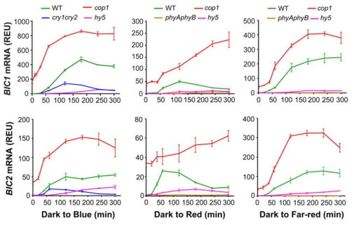 BICs 유전자 발현 조절 분석 결과. BIC1 (위) 및 BIC2 (아래) 유전자의 발현을 다양한 애기장대 식물체(5-day-old etiolated seedling)에서 Q-PCR로 분석하였다. WT, 야생형 애기장대; cop1, COP1 결핍 식물체; cry1cry1, 크립토크롬 결핍 식물체; phyAphyB, 파이토크롬 결핍 식물체; hy5, HY5 결핍 식물체. 크립토크롬뿐만 아니라 파이토크롬이 없으면 BIC1/BIC2 발현이 이루어지지 않음을 확인할 수 있다. 그에 반해 cop1 돌연변이에서는 BIC1/BIC2 발현이 증대되어 있는데, 이는 COP1이 없어 상대적으로 HY5가 안정화되어 BIC1/BIC2 발현을 유도하는 것으로 해석될 수 있다. 반면에 hy5 돌연변이에서는 BIC1/BIC2 발현이 이루어지지 않는 것을 확인할 수 있다