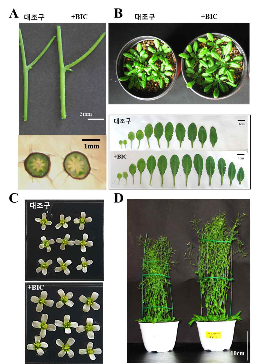 BIC 과발현 식물체의 표현형 분석 결과. (A) 줄기 두께 비교 사진. (B)　배양 중인 식물체의 크기 (위), 개화기의 잎 수 및 크기 비교 사진 (아래). (C) 꽃 크기 비교 사진. (D) 성숙 식물체의 크기 비교 사진. 전반적으로 BIC 유전자가 도입된 식물체가 크다는 것을 확인할 수 있다
